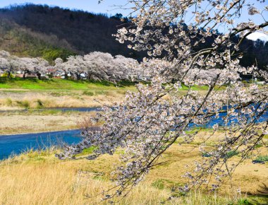 Japonya, Yoshino 'da kiraz çiçeği (hanami)