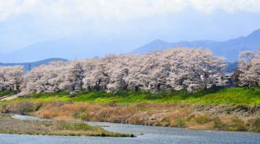 Shiroishi, Japonya 'da kiraz çiçeği (hanami)