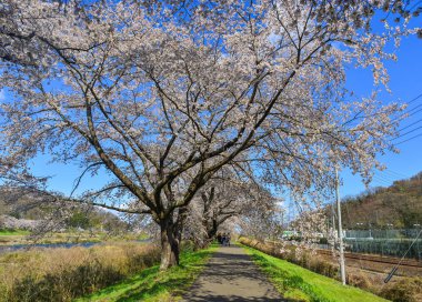 Japonya, Yoshino 'da kiraz çiçeği (hanami)