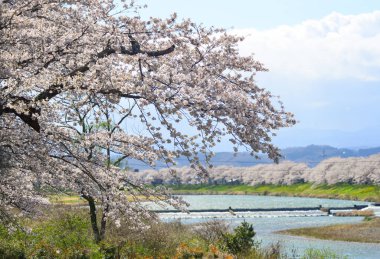 Shiroishi, Japonya 'da kiraz çiçeği (hanami)