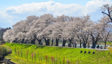 Shiroishi, Japonya 'da kiraz çiçeği (hanami)