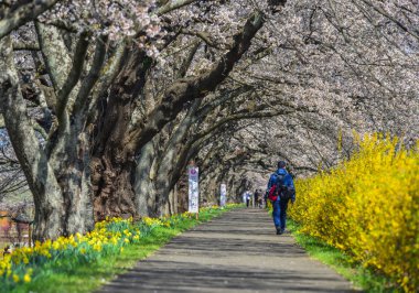 Shiroishi, Japonya 'da kiraz çiçeği (hanami)