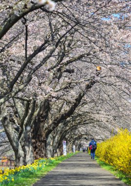 Shiroishi, Japonya 'da kiraz çiçeği (hanami)