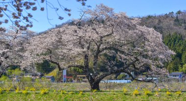 Shiroishi, Japonya 'da kiraz çiçeği (hanami)