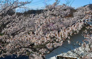 Shiroishi, Japonya 'da kiraz çiçeği (hanami)
