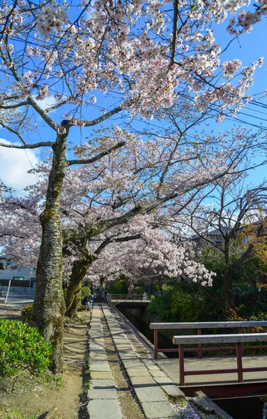 Cherry Blossom (Hanami)-Kyoto, Japonya — Stok fotoğraf