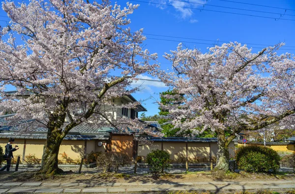 Flor de cerezo (hanami) en Kyoto, Japón —  Fotos de Stock