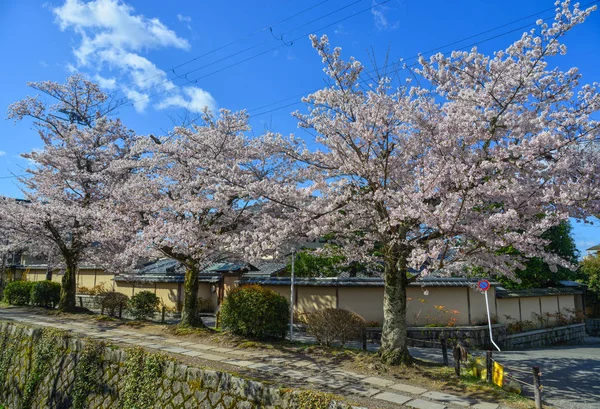 Kvetoucí třešeň (Hanami), Japonsko — Stock fotografie