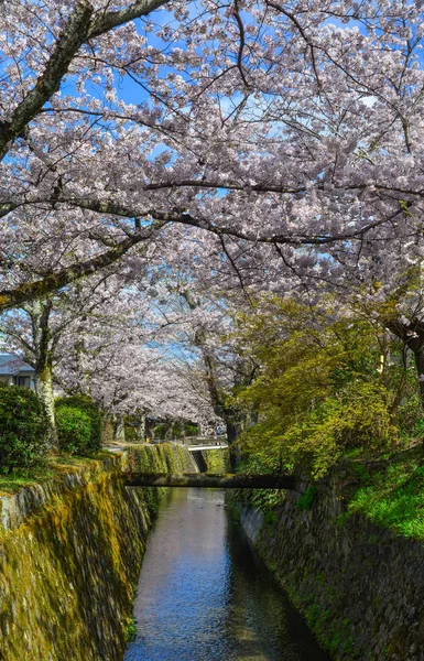 Cherry blossom (hanami) in Kyoto, Japan — Stock Photo, Image