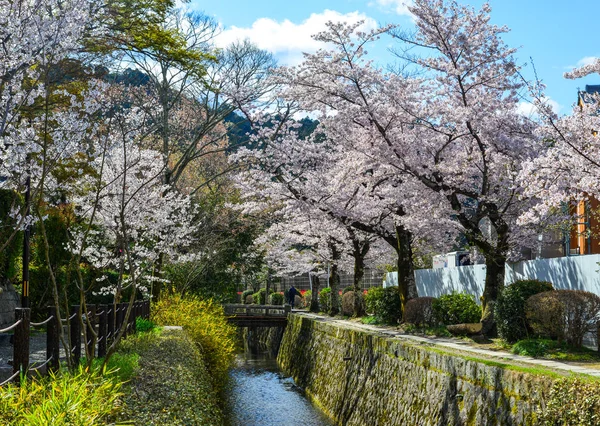 Cseresznyevirág (Hanami) Kiotóban, Japánban — Stock Fotó