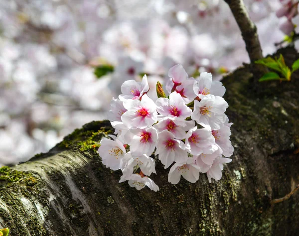 Flor de cereja (hanami) em Kyoto, Japão — Fotografia de Stock