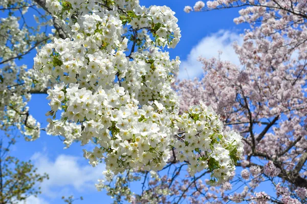 Kwiat wiśni (Hanami) w Kioto, Japonia — Zdjęcie stockowe