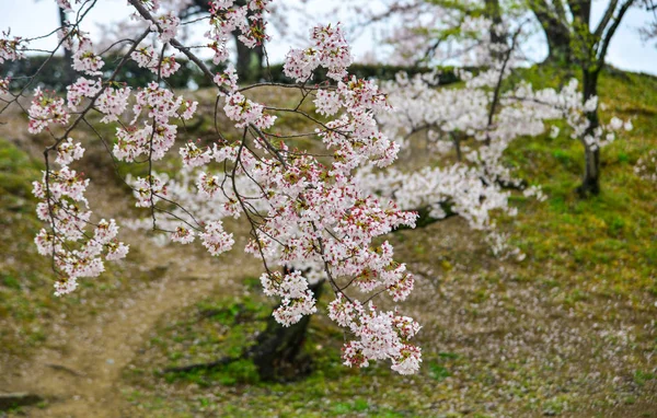 Fleur de cerisier (hanami) à Kyoto, Japon — Photo