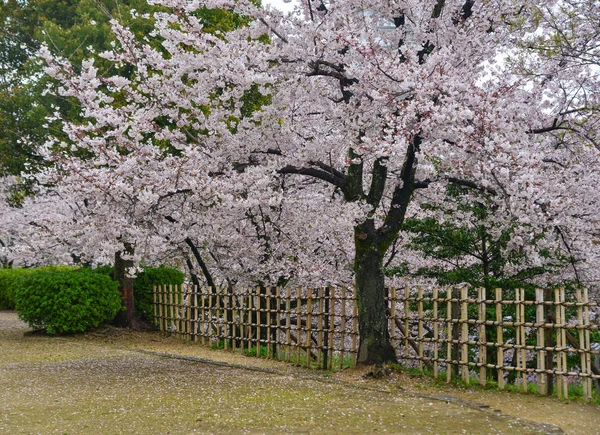 Άνθος κερασιάς (Hanami) στο Κιότο, Ιαπωνία — Φωτογραφία Αρχείου