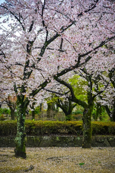 Cseresznyevirág (Hanami) Kiotóban, Japánban — Stock Fotó