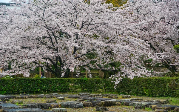 Flor de cerezo (hanami) en Kyoto, Japón —  Fotos de Stock