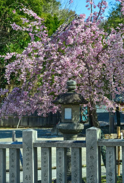 Fleur de cerisier (hanami) à Kyoto, Japon — Photo