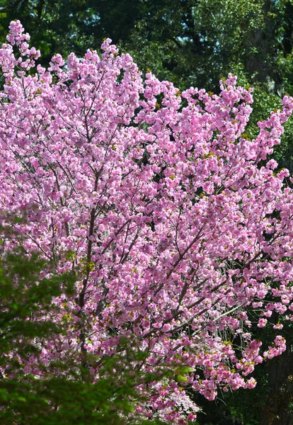 Třešňové květy (hanami) v Nara, Japonsko — Stock fotografie