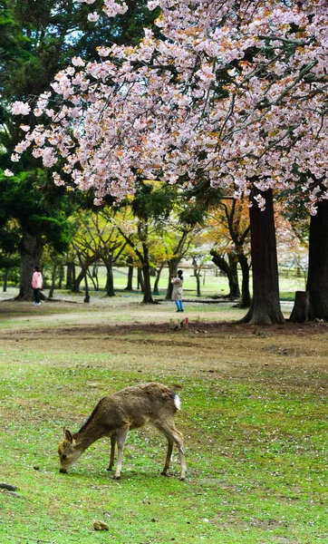 Veado no Parque Nara (Japão) na flor de cereja — Fotografia de Stock