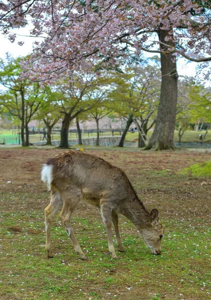 Deer at Nara Park (Japan) in the cherry blossom — Stock Photo, Image