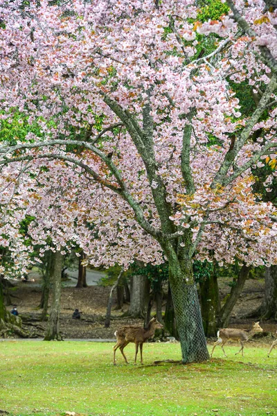 Veado no Parque Nara (Japão) na flor de cereja — Fotografia de Stock
