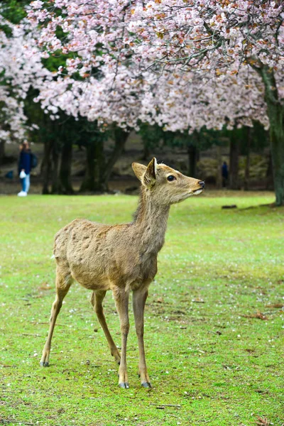 Ελάφια στο πάρκο Nara (Ιαπωνία) στα άνθη κερασιάς — Φωτογραφία Αρχείου