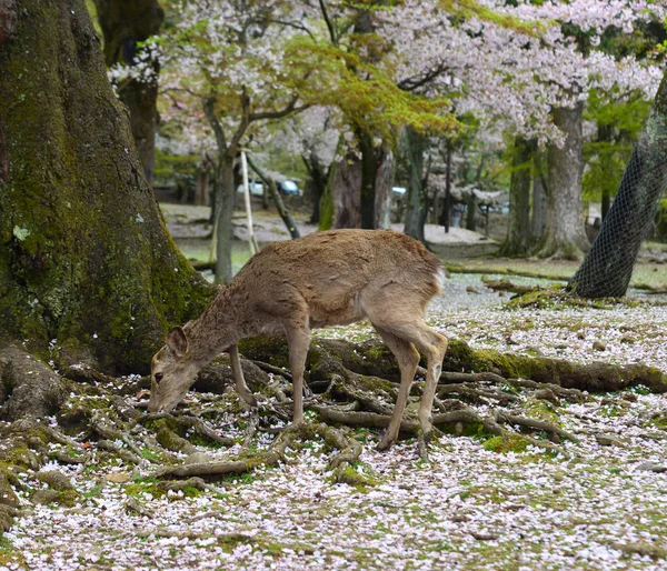 Geyik Nara Parkı 'nda (Japonya) kiraz çiçeğinde — Stok fotoğraf