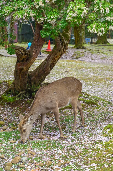 Hirsch im nara park (japan) in der Kirschblüte — Stockfoto