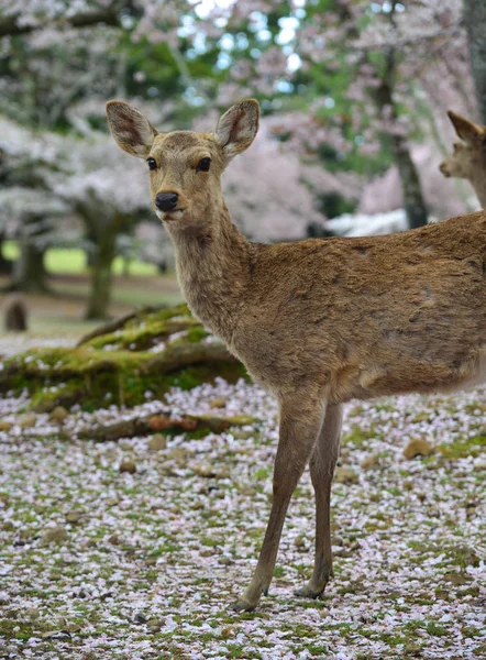 樱花中奈良公园（日本）的鹿 — 图库照片