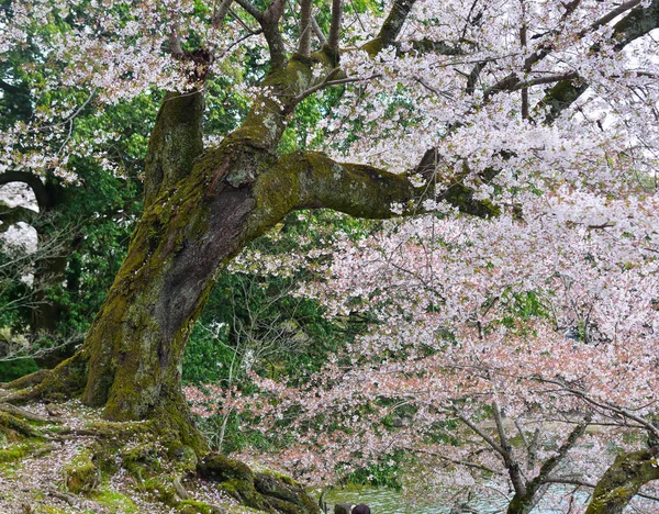 Kersenbloesem (hanami) in Japan — Stockfoto