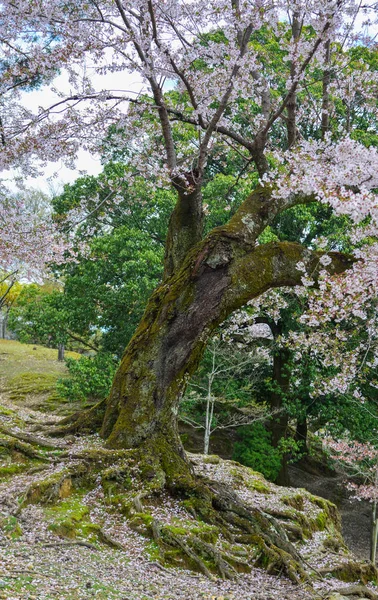 Třešňové květy (hanami) v Nara, Japonsko — Stock fotografie