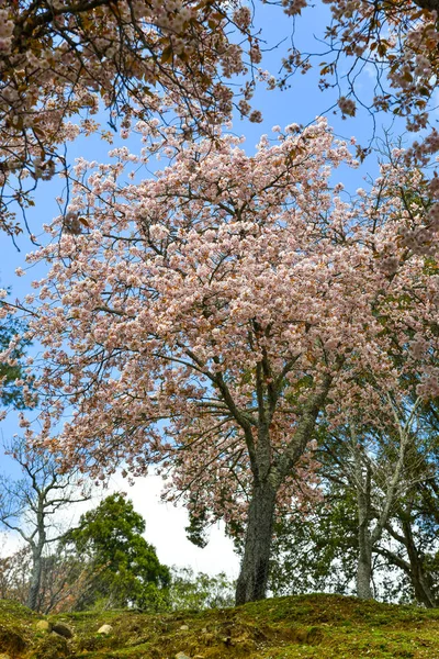 Třešňové květy (hanami) v Nara, Japonsko — Stock fotografie