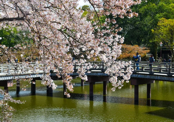 Nara Parkı 'nda kiraz çiçeği açarken Ukimido Gazebo