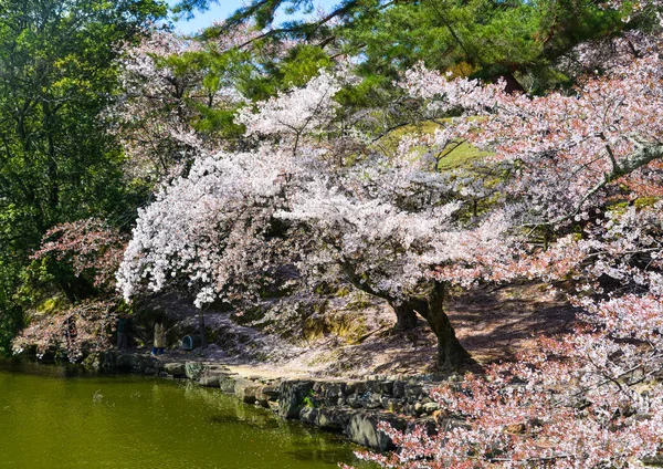Flor de cereja (hanami) em Nara, Japão — Fotografia de Stock