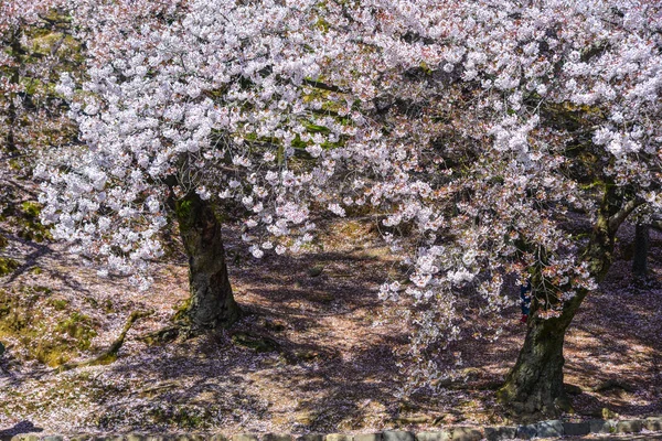 奈良県の桜（花見） — ストック写真