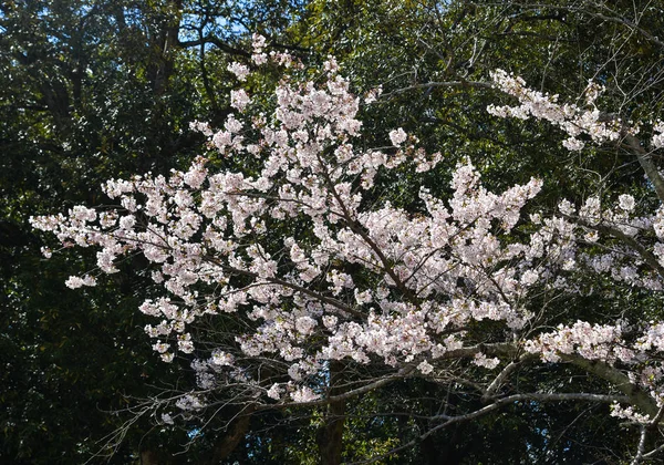 Cherry blossom (hanami) in Nara, Japan — Stock Photo, Image
