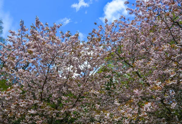 Cherry blossom (hanami) in Nara, Japan — Stock Photo, Image