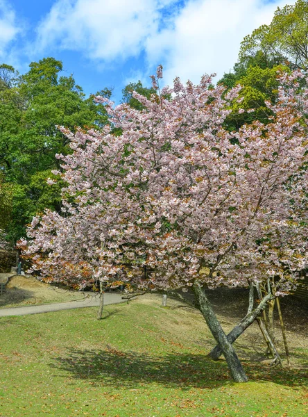 Fiori di ciliegio (hanami) a Nara, Giappone — Foto Stock