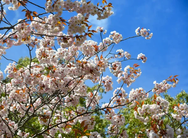 Цвіт вишневого цвіту (ханамі) у місті Нара (Японія). — стокове фото