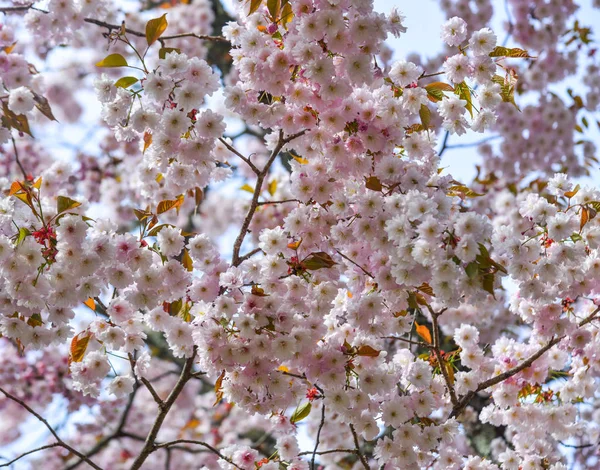 Fleur de cerisier (hanami) à Kyoto, Japon — Photo