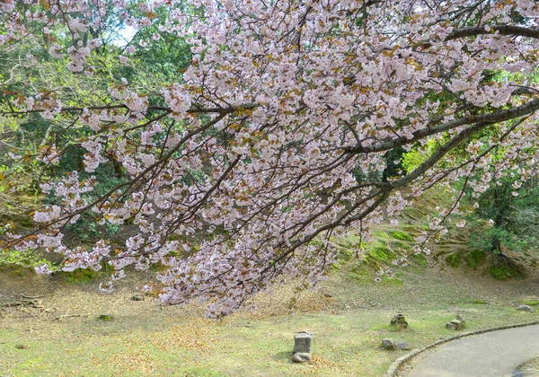 Flor de cereja (hanami) em Kyoto, Japão — Fotografia de Stock