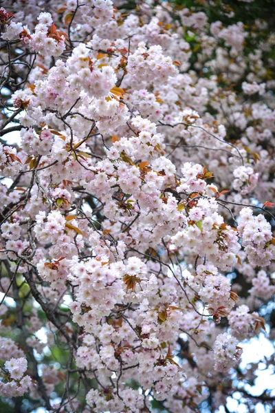 Flor de cereja (hanami) em Kyoto, Japão — Fotografia de Stock