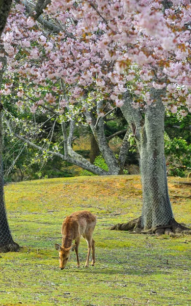 Deer at Nara Park (Japan) in the cherry blossom — Stock Photo, Image