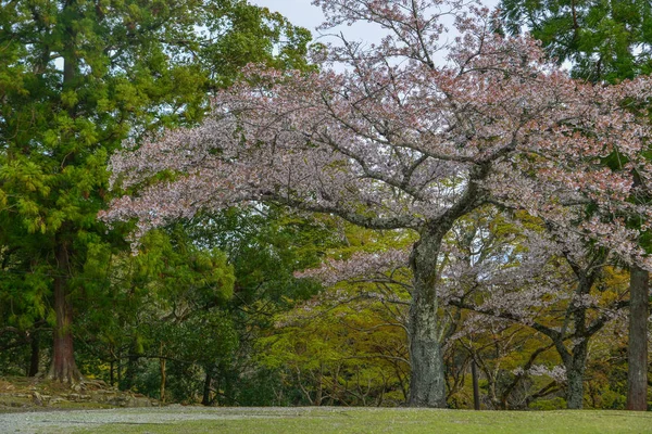 Kirschblüte (Hanami) in Kyoto, Japan — Stockfoto