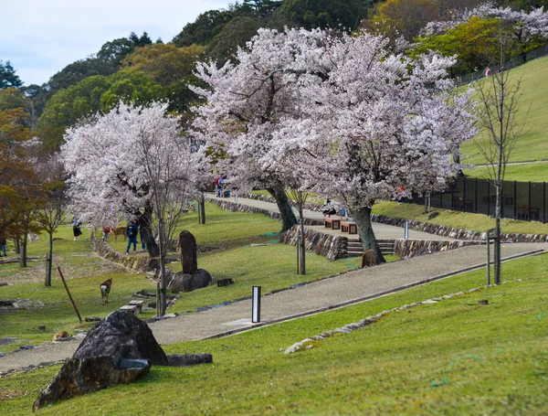 Flor de cerejeira em Yoshino, Japão — Fotografia de Stock