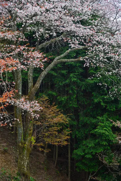 Kirschblüte (Hanami) in Yoshino, Japan — Stockfoto