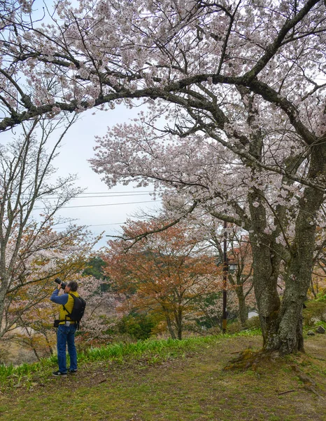 Flor de cerezo (hanami) en Yoshino, Japón —  Fotos de Stock