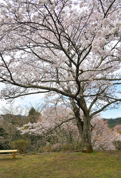 일본 요 시노의 벚꽃 ( 하나 미 ) — 스톡 사진