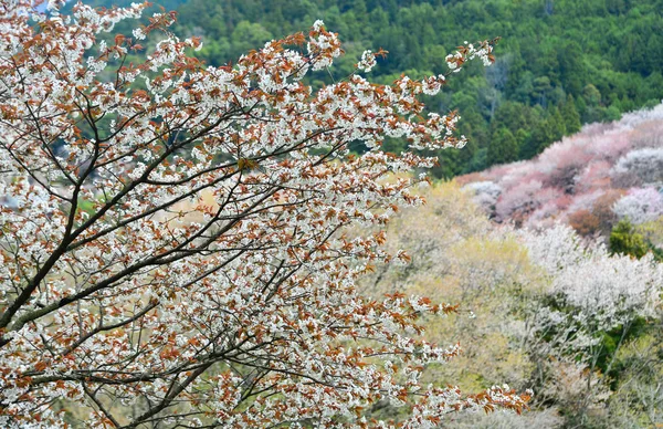 Цветение сакуры (ханами) в Ёсино, Япония — стоковое фото