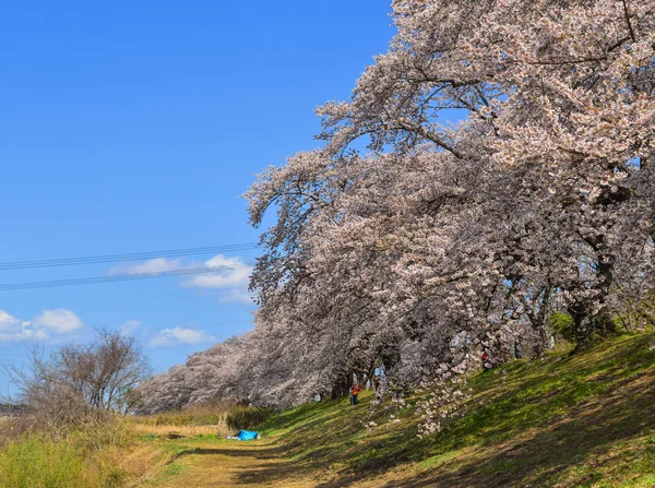 Cherry blossom (hanami) in Yoshino, Japan — Stock Photo, Image